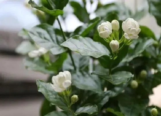植物常识问题|茉莉修剪以后如何养护爆盆