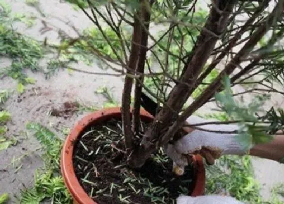 植物常识问题|秋季红豆杉如何修剪简单又有型