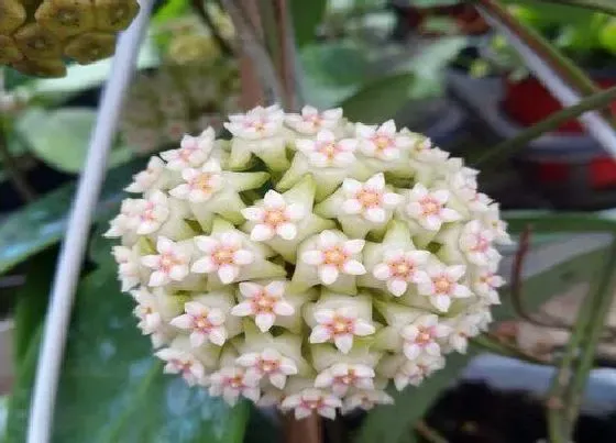 植物常识问题|适合家里养的18种花 推荐最适宜家庭养殖的花卉
