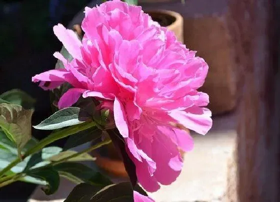 植物常识问题|牡丹如何养护才能开出漂亮的花来