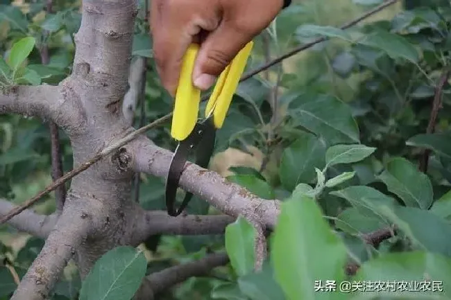 植物常识问题|苹果树剪枝压枝正确方法（苹果树修剪合理果实最好着色）