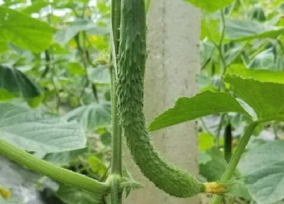 植物常识问题|黄瓜的落蔓技术操作要点（黄瓜什么时候吊蔓最好）