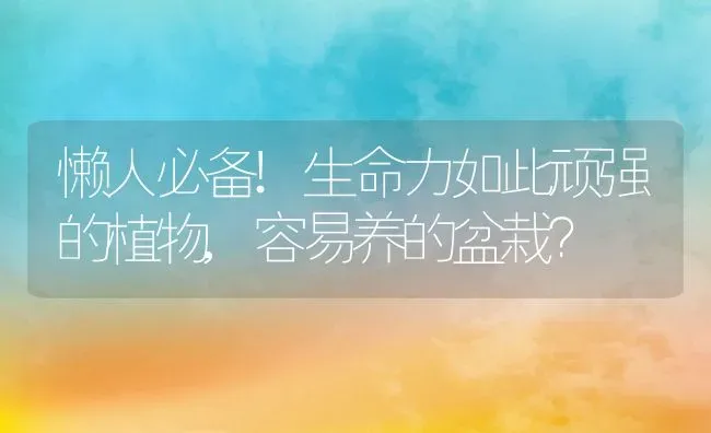 懒人必备!生命力如此顽强的植物,容易养的盆栽？ | 养殖常见问题