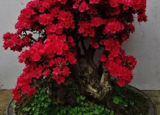 植物常识问题|杜鹃花养护的时候都需要注意些什么问题