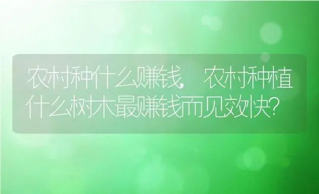 农村种什么赚钱,农村种植什么树木最赚钱而见效快？ | 养殖常见问题