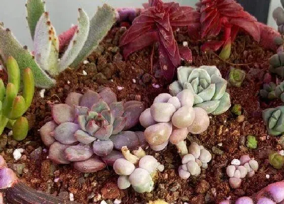 植物常识问题|多肉叶片怎么扦插发根快、不黑腐