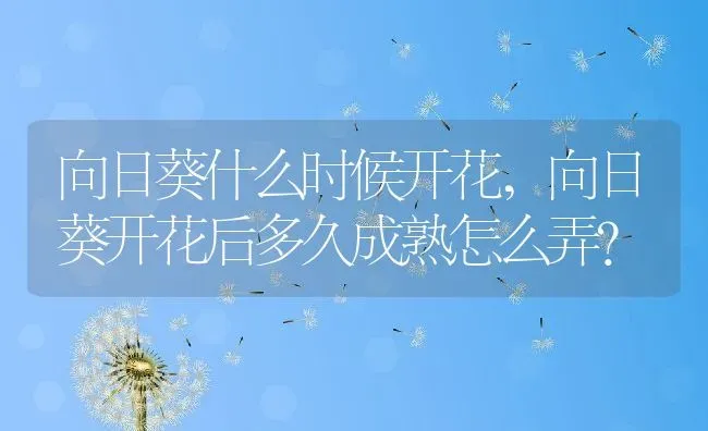 向日葵什么时候开花,向日葵开花后多久成熟怎么弄？ | 养殖常见问题