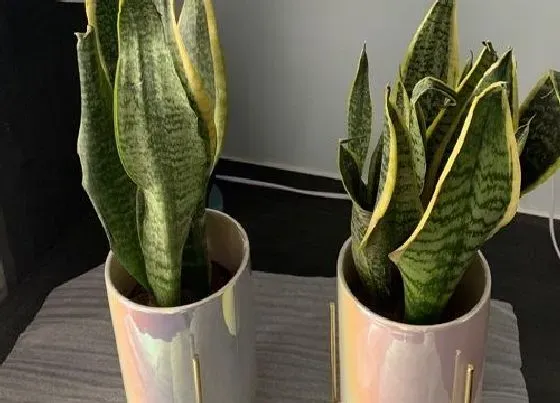 植物常识问题|虎皮兰如何预防虎纹慢慢退化