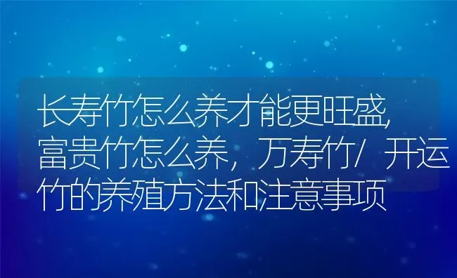 长寿竹怎么养才能更旺盛,富贵竹怎么养，万寿竹/开运竹的养殖方法和注意事项 | 养殖常见问题