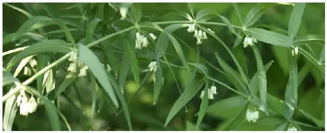 黄精专用配方肥料 | 三农答疑