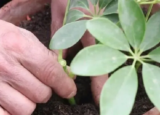 植物常识问题|鸭掌木如何扦插一盆变成多盆