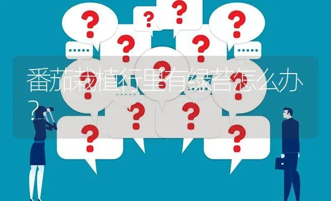 番茄栽植行里有绿苔怎么办? | 养殖问题解答