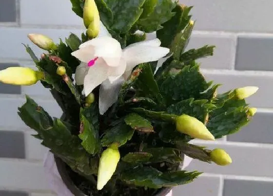 植物常识问题|蟹爪兰在夏季疯狂掉叶的原因