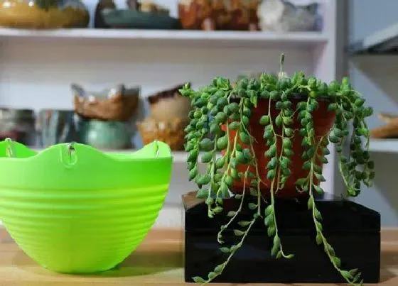 植物常识问题|适合家里养的18种花 推荐最适宜家庭养殖的花卉