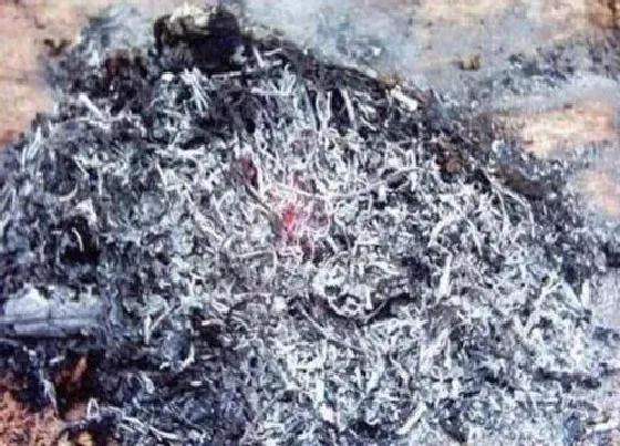 植物常识问题|草木灰怎么养君子兰