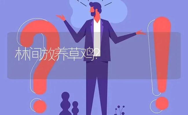 林间放养草鸡? | 养殖问题解答