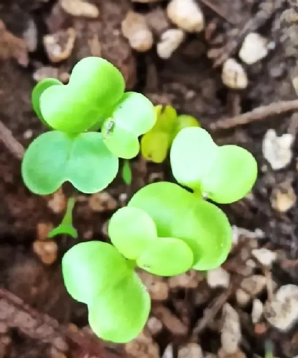 植物常识问题|青菜生虫不打农药用什么方法防治（生虫用草木灰能治吗）