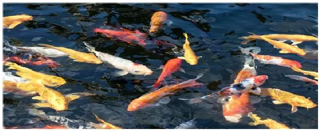 野生鲤鱼与养殖鲤鱼的区别 | 生活常识
