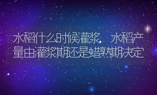 水稻什么时候灌浆,水稻产量由灌浆期还是蜡熟期决定 | 养殖常见问题