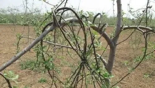 植物常识问题|苹果树剪枝压枝正确方法（苹果树修剪合理果实最好着色）