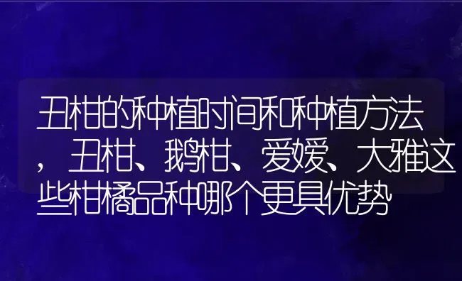 丑柑的种植时间和种植方法,丑柑、鹅柑、爱嫒、大雅这些柑橘品种哪个更具优势 | 养殖常见问题