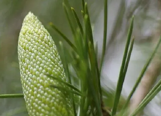 植物常识问题|裸子植物和被子植物的区别