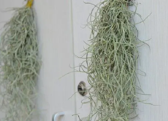 植物常识问题|适合家里养的18种花 推荐最适宜家庭养殖的花卉