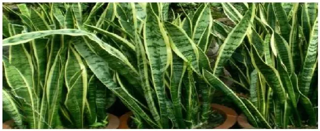 种植虎皮兰注意事项 | 生活常识