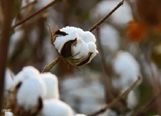 植物常识问题|种棉花一亩地的收入是多少钱 种一亩棉花成本与利润