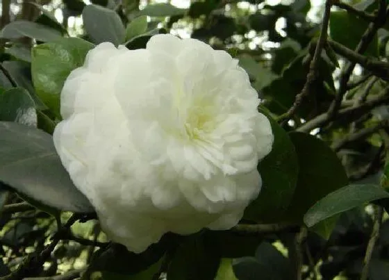 植物常识问题|茶花孕蕾后如何养护漂亮