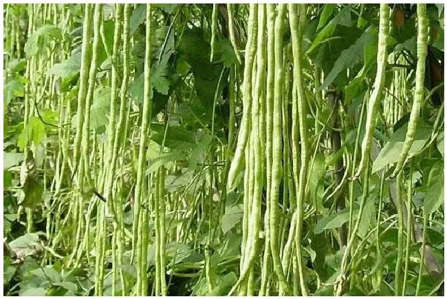 怎样种植豆角才可以获得高产量呢？种植时需要注意啥？ | 三农问答
