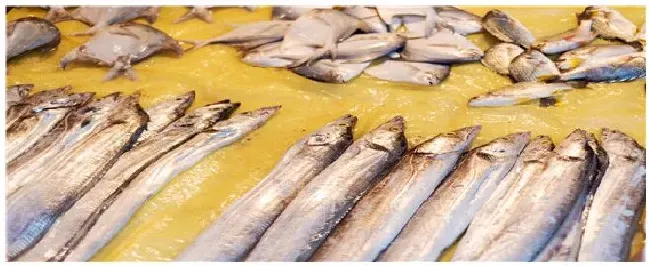 带鱼是深海鱼吗 | 农业答疑