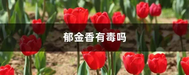 郁金香叶子怎么剪,郁金香枝叶有毒吗？