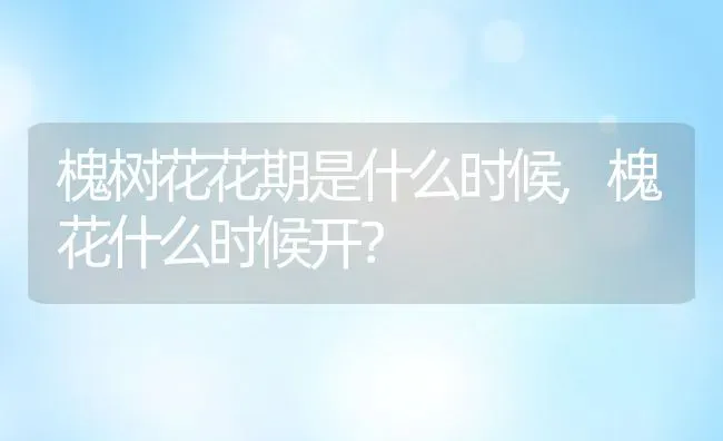 槐树花花期是什么时候,槐花什么时候开？ | 养殖常见问题