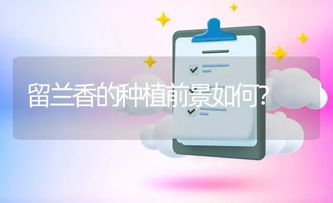 留兰香的种植前景如何? | 养殖问题解答
