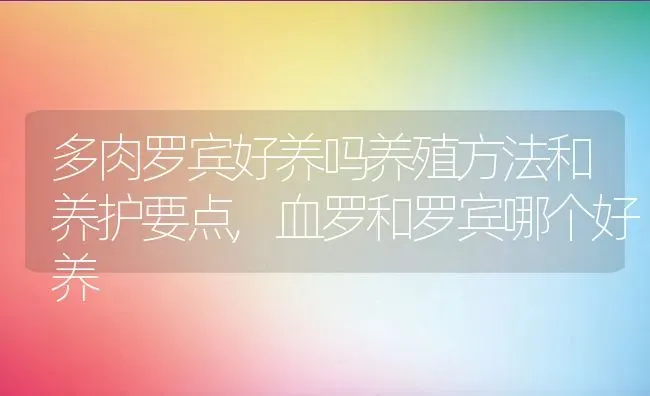 多肉罗宾好养吗养殖方法和养护要点,血罗和罗宾哪个好养 | 养殖常见问题