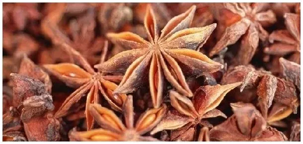 茴香和八角的区别 | 三农问答