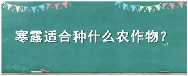 寒露适合种什么农作物 | 三农答疑