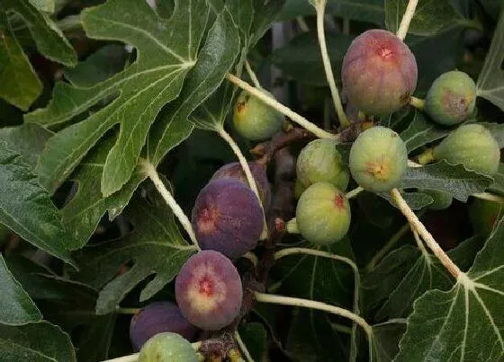 植物常识问题|无花果什么时候种植容易成活 怎样栽培无花果树