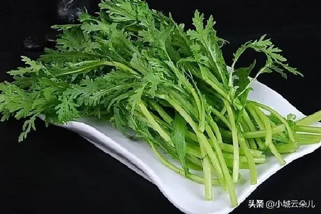 植物常识问题|茼蒿菜的种植方法和管理技术（大叶茼蒿菜的栽培技术）