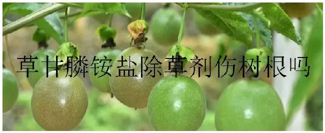 草甘膦铵盐除草剂伤树根吗 | 科普知识