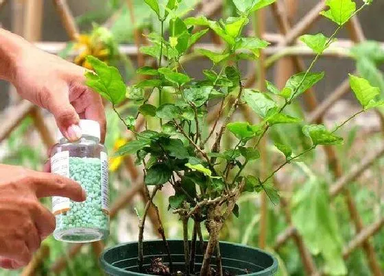 植物常识问题|花卉施肥如何保持八分饱