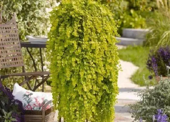 植物常识问题|适合家里养的18种花 推荐最适宜家庭养殖的花卉