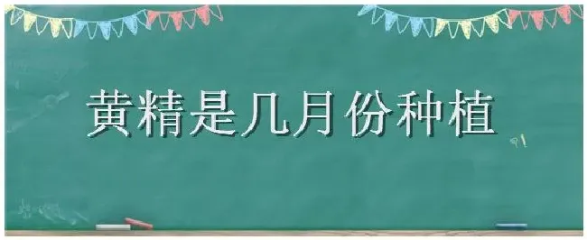 黄精是几月份种植 | 三农答疑