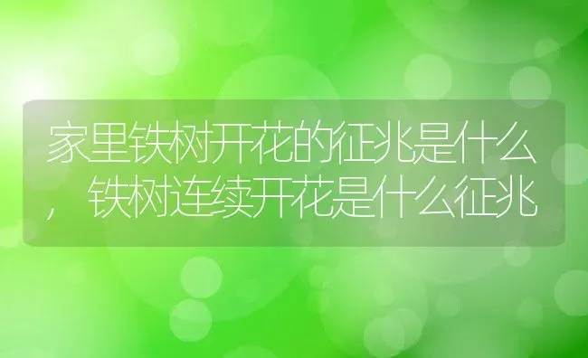 家里铁树开花的征兆是什么,铁树连续开花是什么征兆 | 养殖常见问题