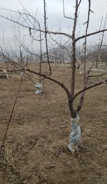 植物常识问题|果树什么样的枝条可以拉枝（果树粗枝拉枝要拉多长时间）
