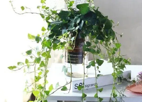 植物常识问题|适合家里养的18种花 推荐最适宜家庭养殖的花卉