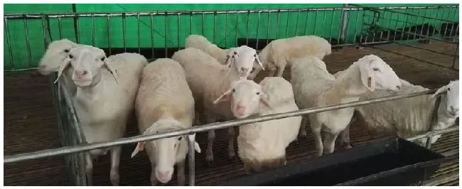 肉羊一年能出几栏 | 农业答疑