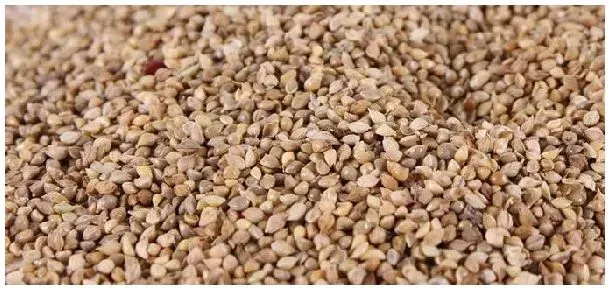 ()草籽填动词 | 科普知识