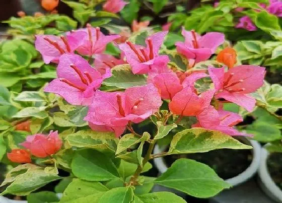 植物常识问题|秋天养护三角梅的方法有哪些